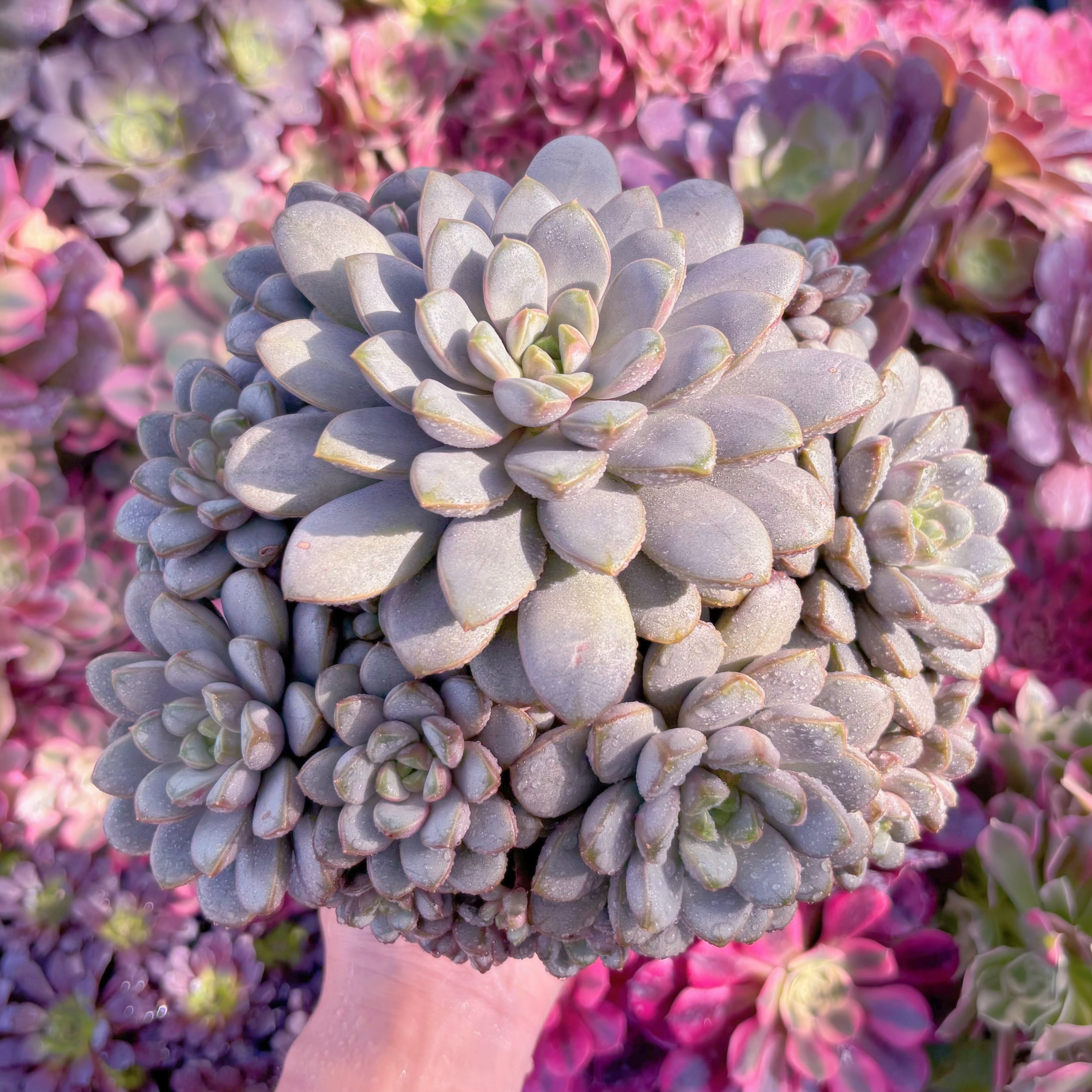 現品　ブドウ#F076　特大群生　新入荷　るる農園