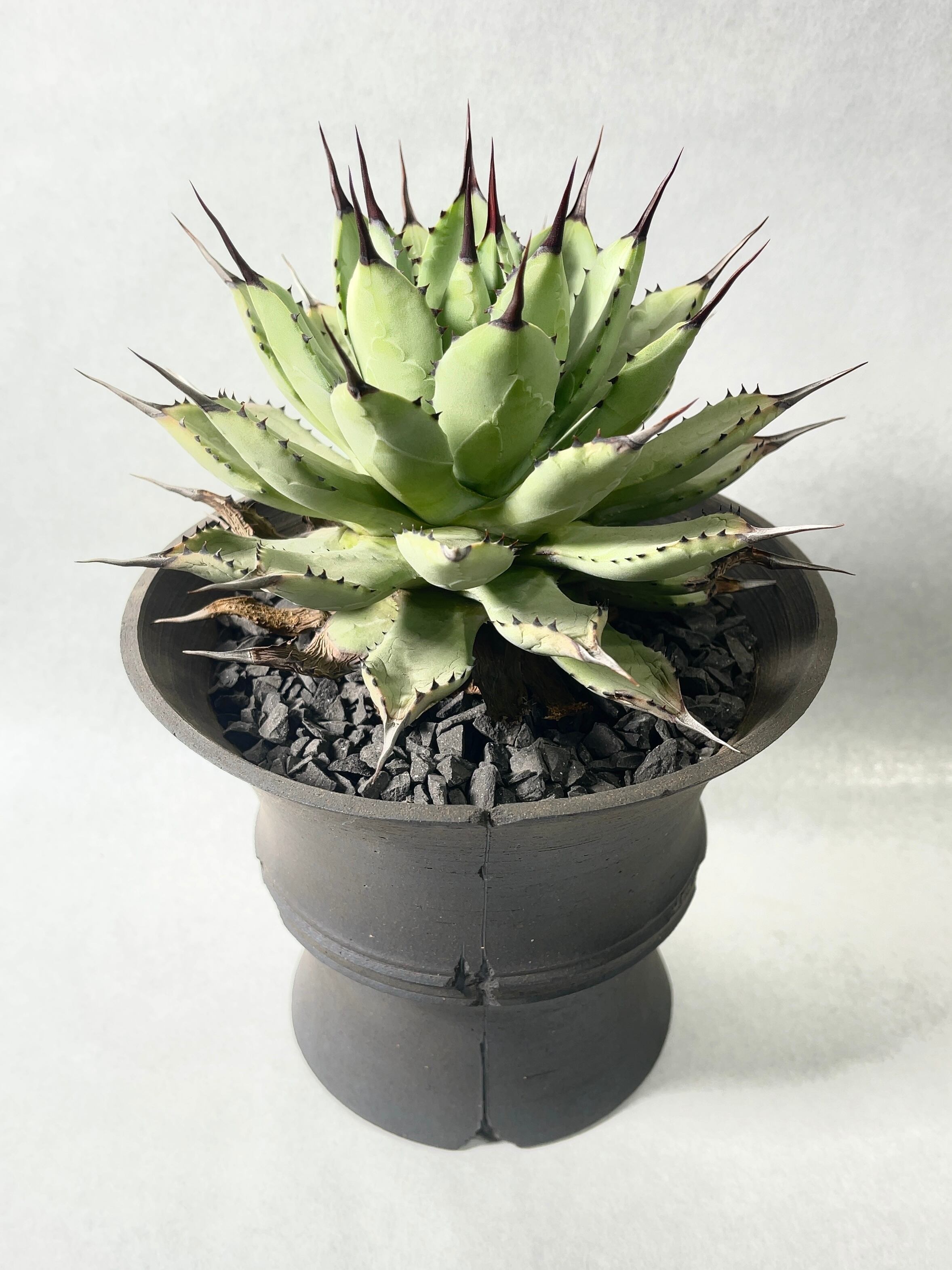 アガベ・ポタトラムhyb. | trigger