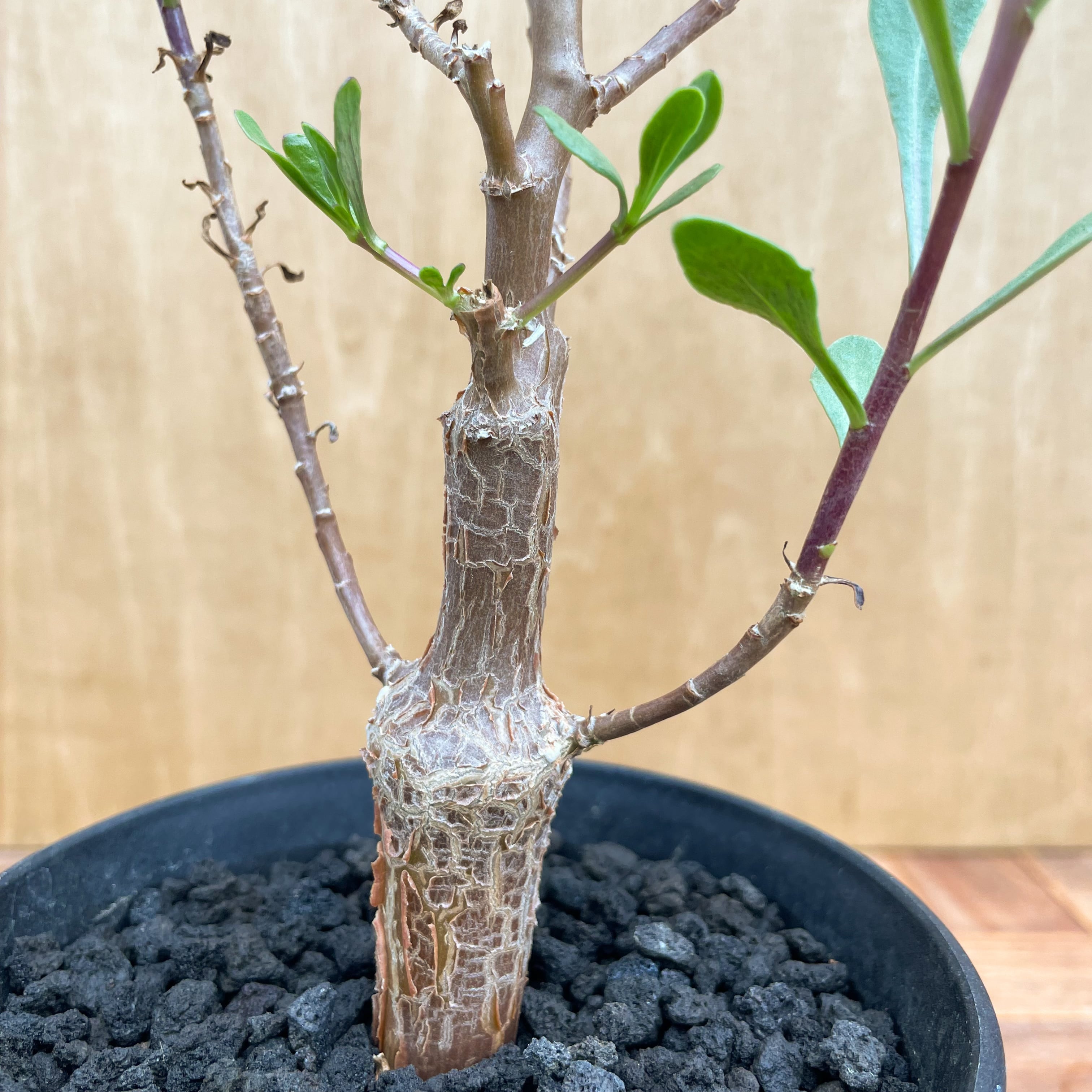 Othonna lobata【オトンナ・ロバタ・実生】 | RIMO'S GREEN 【Saboten