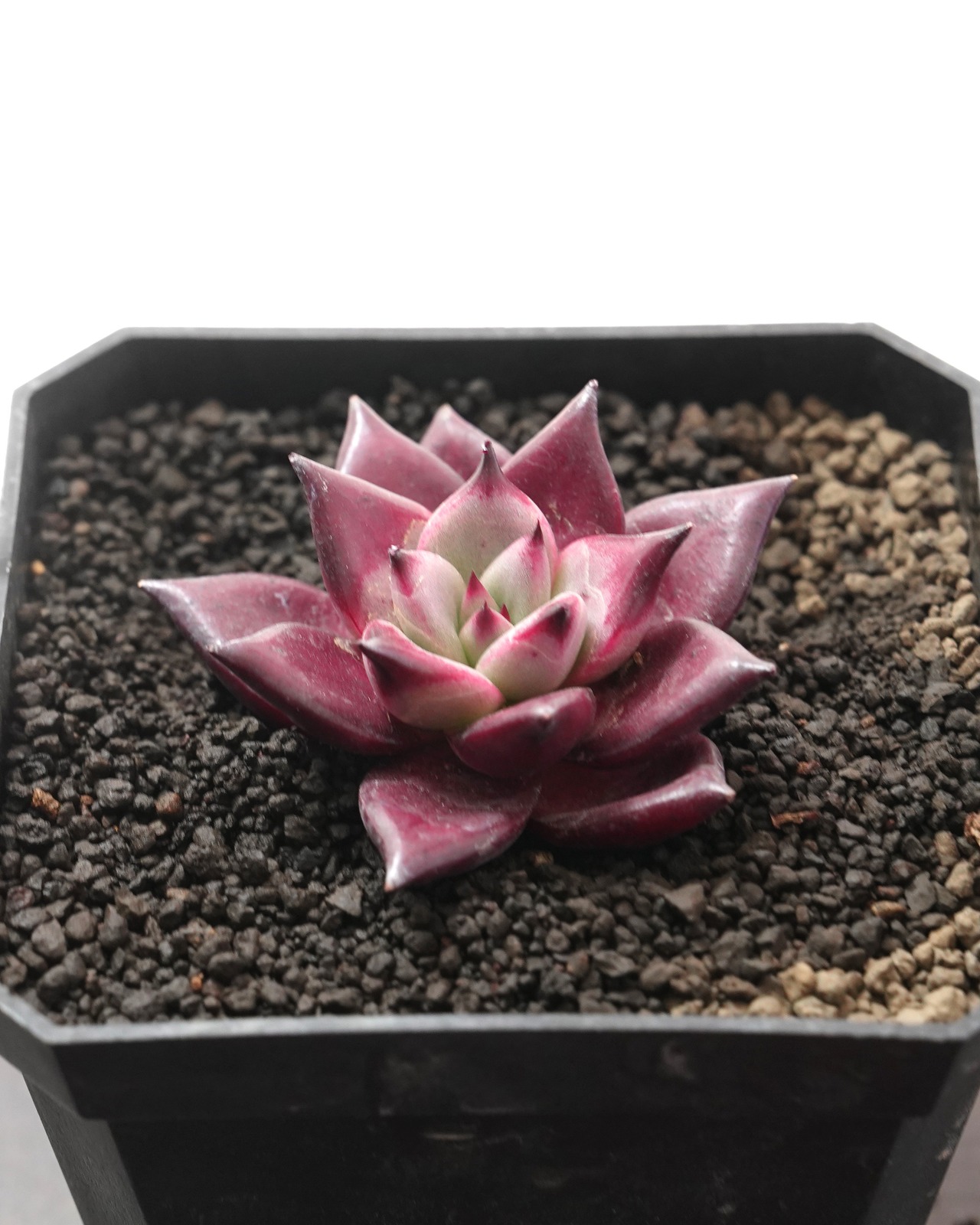 カット苗 ロメオルビン S Echeveria agavoides 'Romeo Rubin'