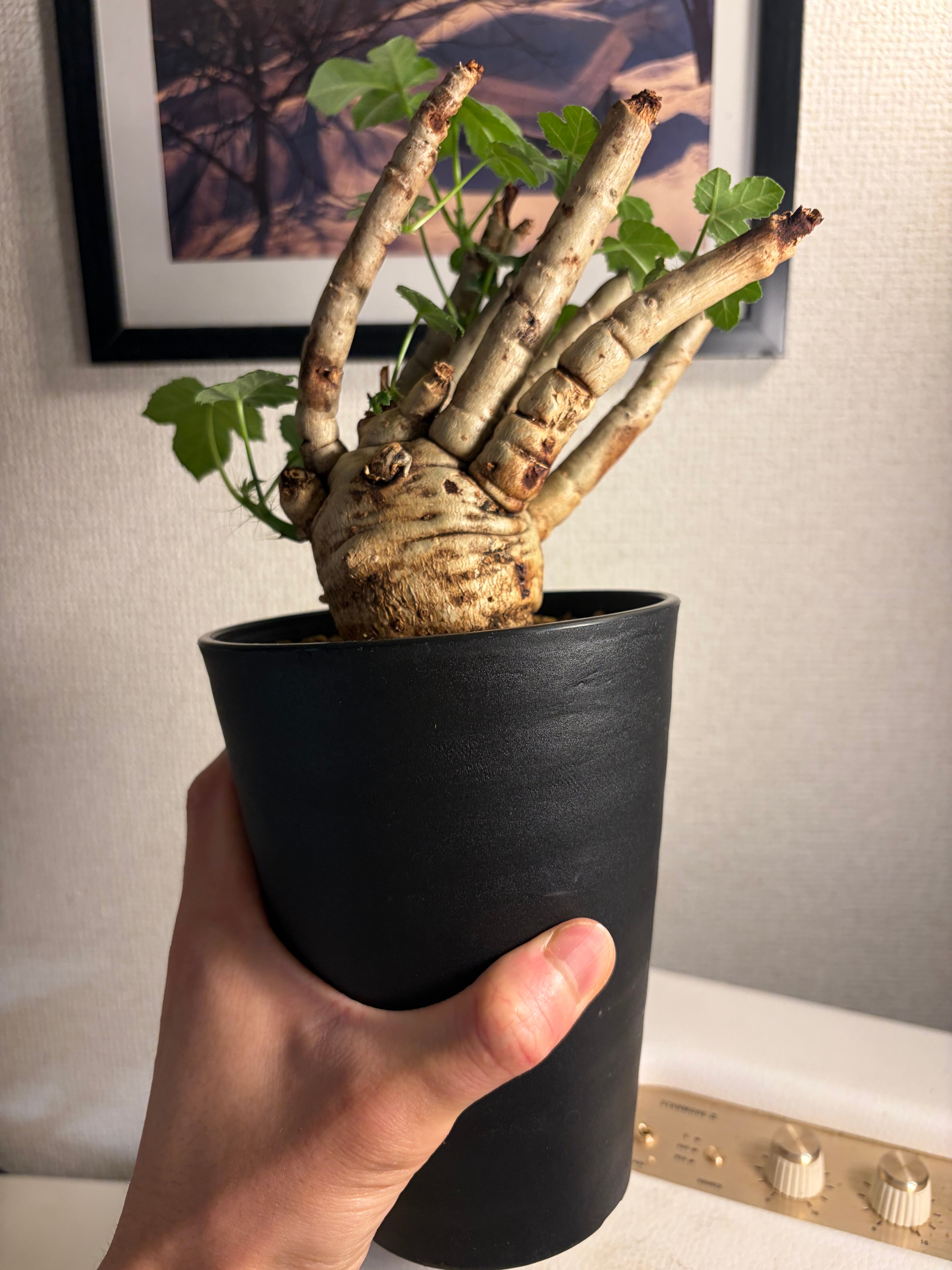 巨神兵の手指のようなヤトロファ スピカータ 塊根植物 マンドラゴラ 火星人 巨神兵の手指のようなヤトロファ スピカータ 塊根植物 マンドラゴラ