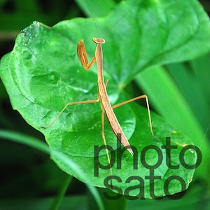 カマキリ 002