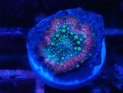 SelectionBaliShip Discozoma ButterflyMushroom