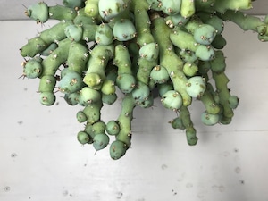 ユーフォルビア クリビコラ
