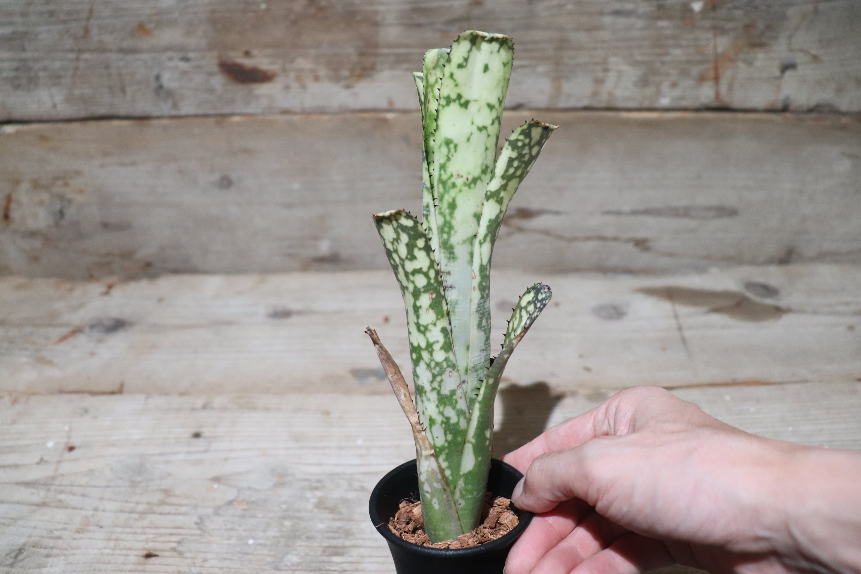 送料無料】 Billbergia 'Limestone' 〔ビルベルギア〕現品発送B0018