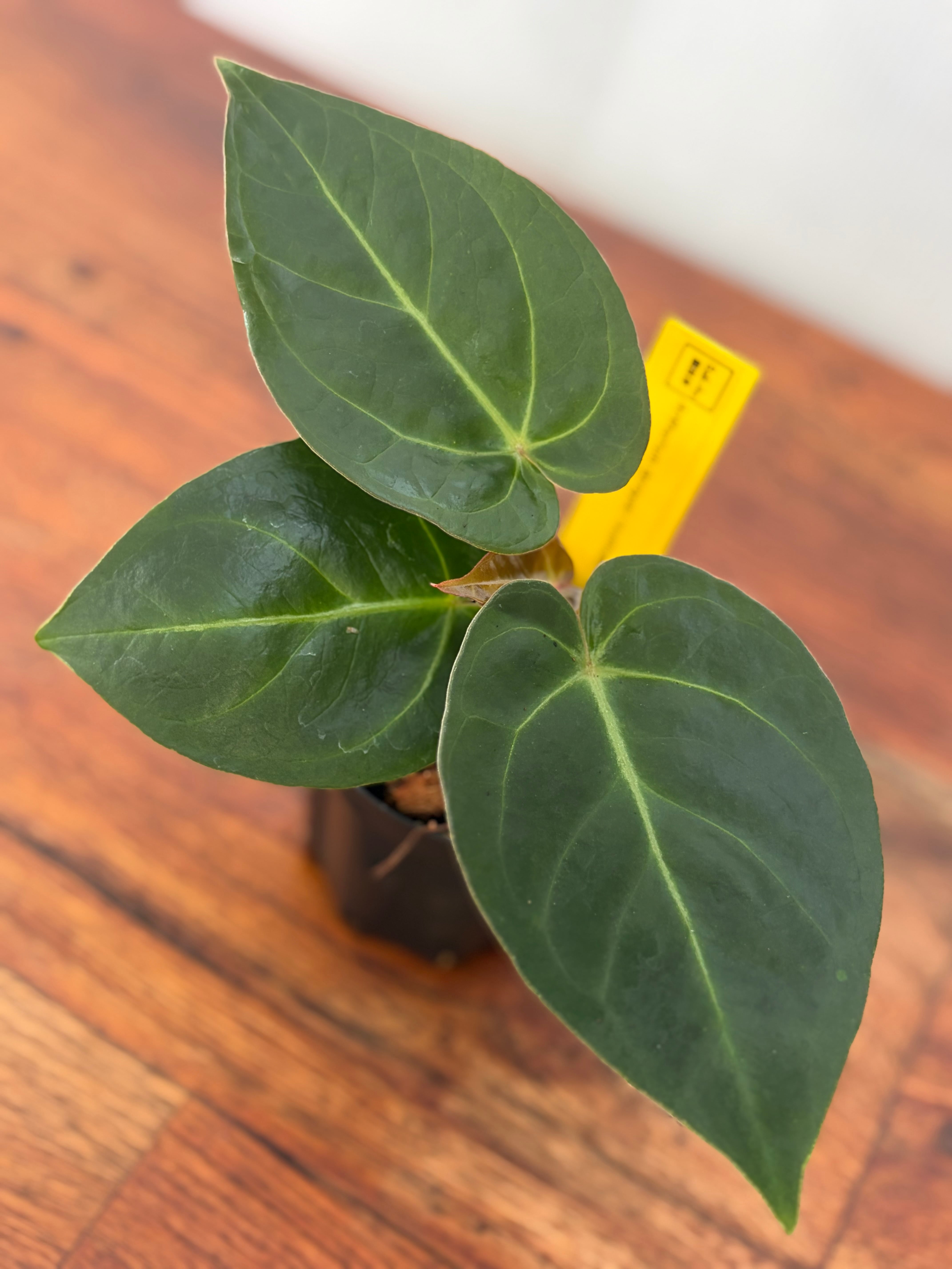 Anthurium | BALI-AN 園芸