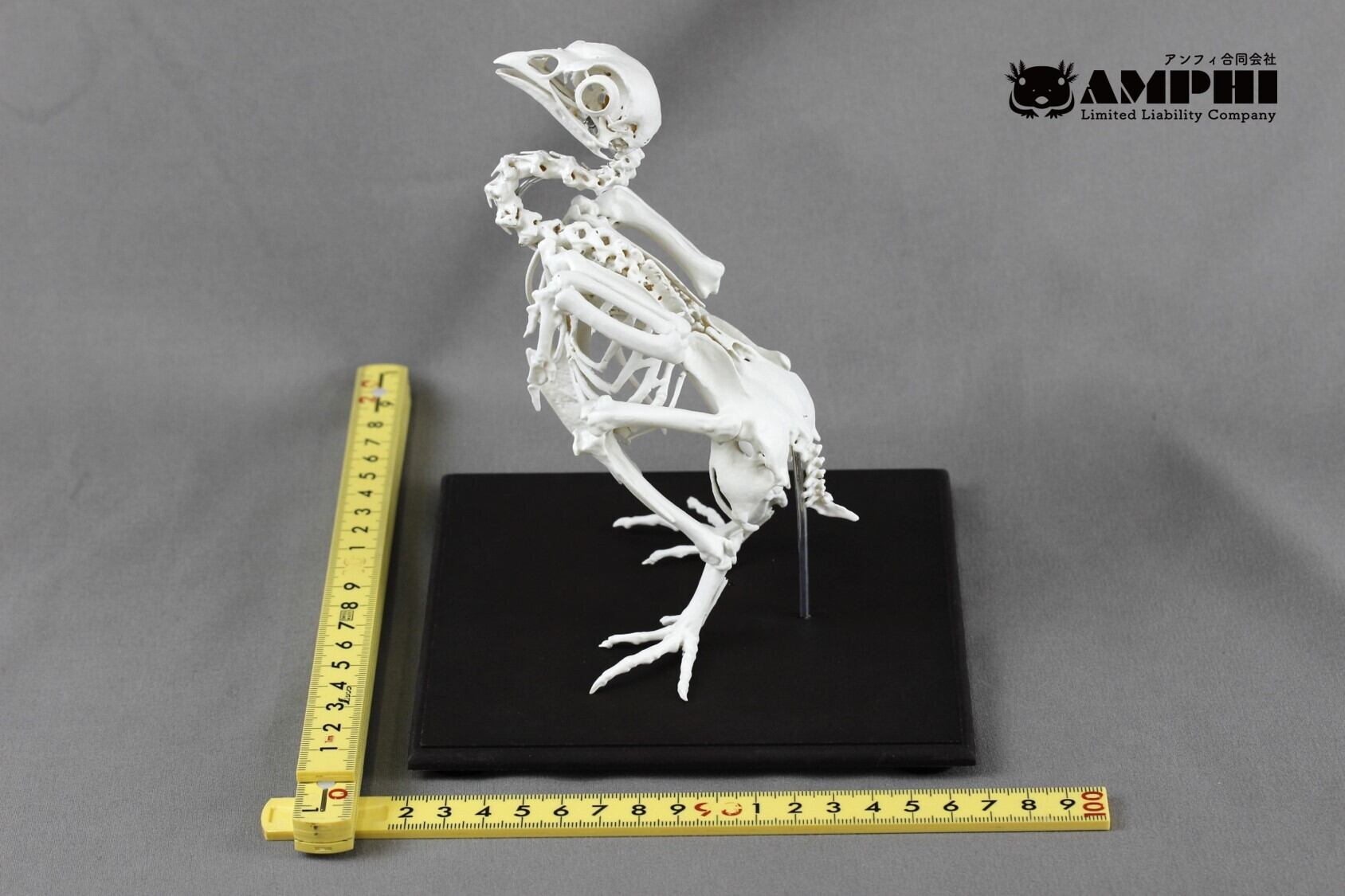 チャボ（ Gallus gallus domesticus ）等倍全身骨格レプリカ