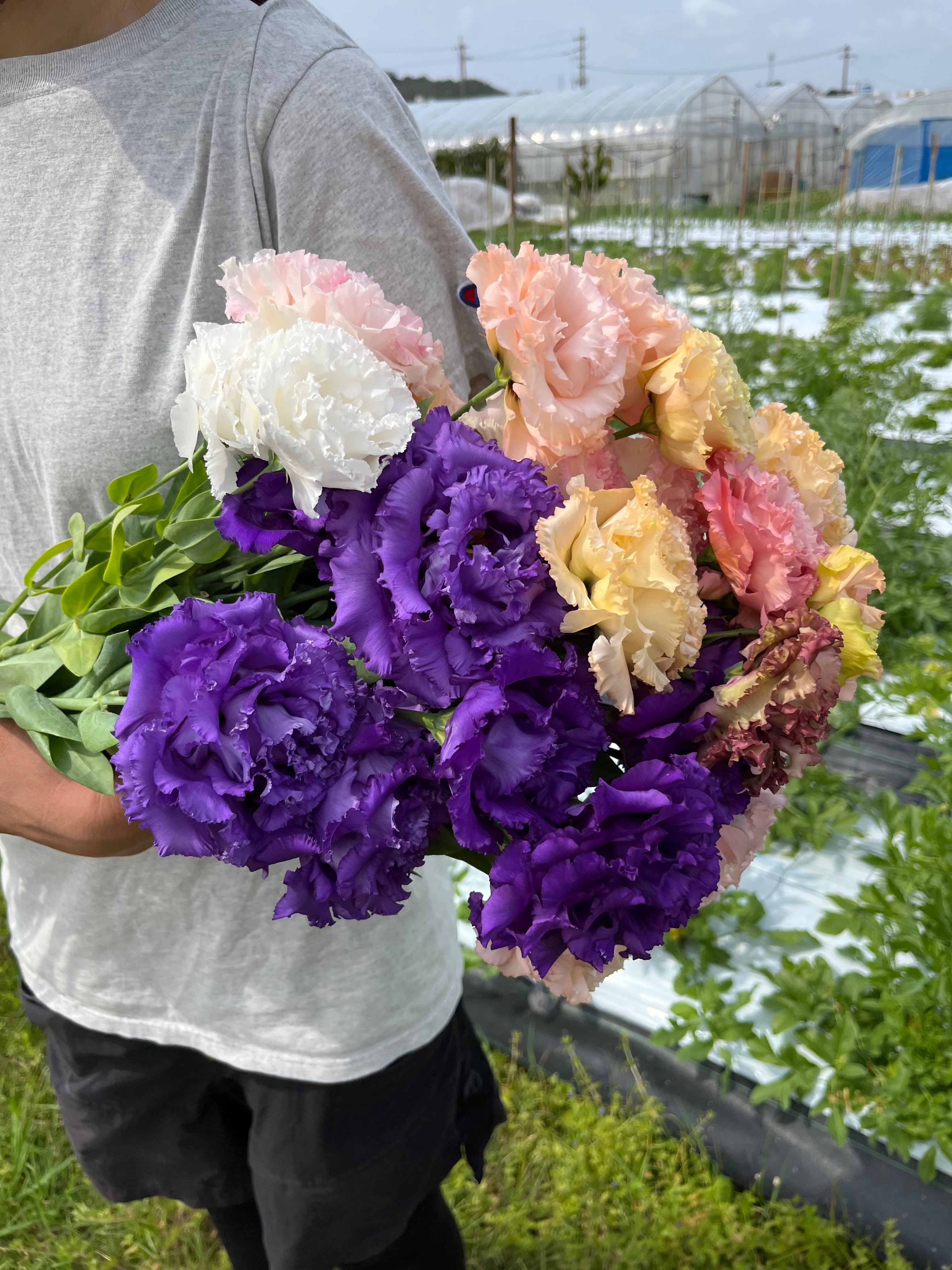 農家直送おまかせトルコキキョウBOX | SEKABI FARM