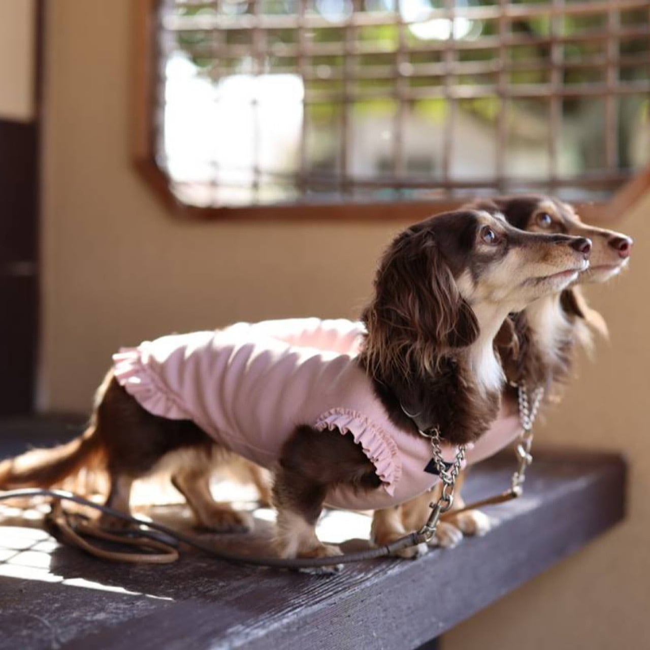 フリルカットソー | カニンヘンダックスとミニチュアダックス専門のお