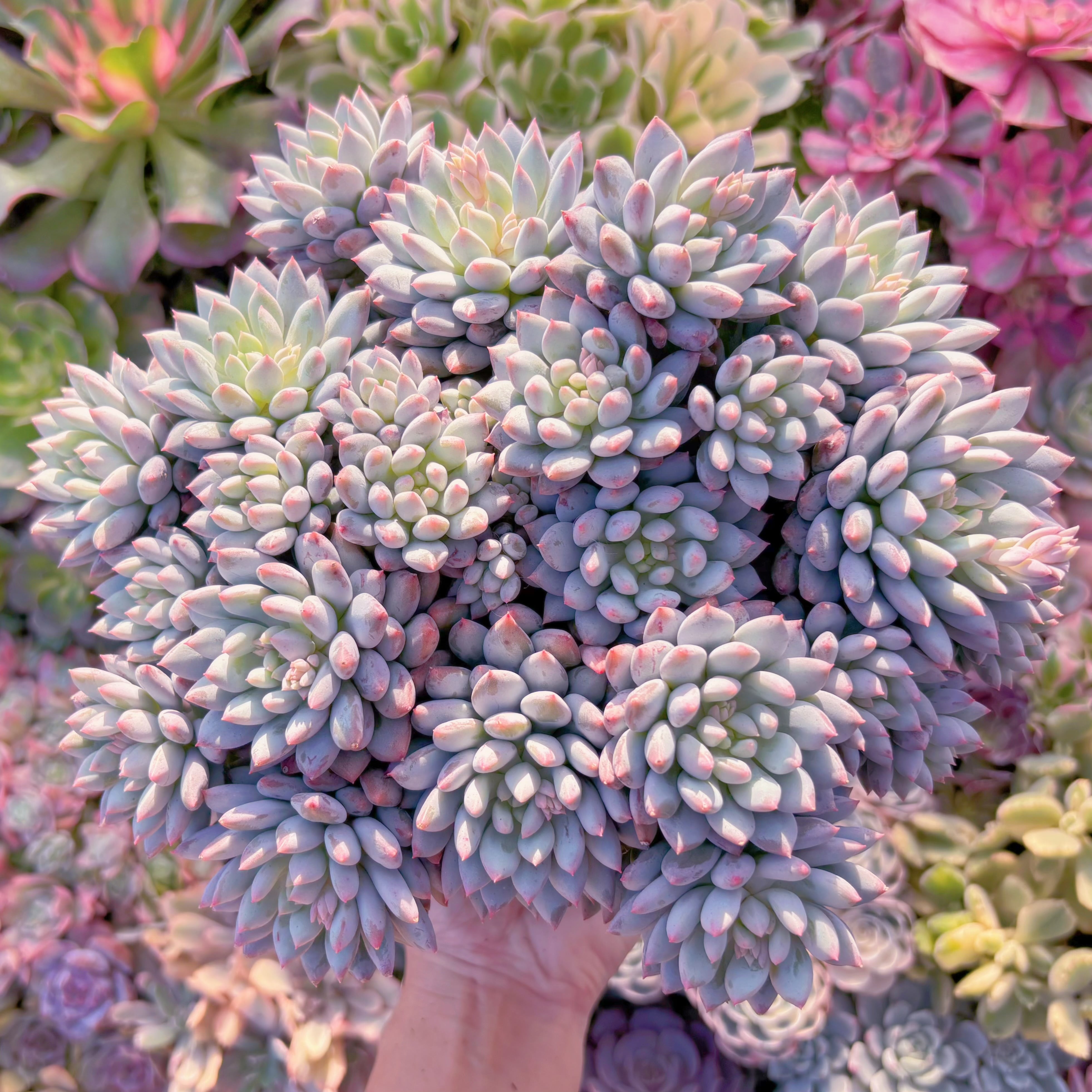 現品　新品種　明珠美人#A046　特特大群生　在庫僅少　新入荷　るる農園