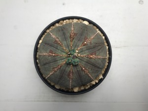 ユーフォルビア オベサ