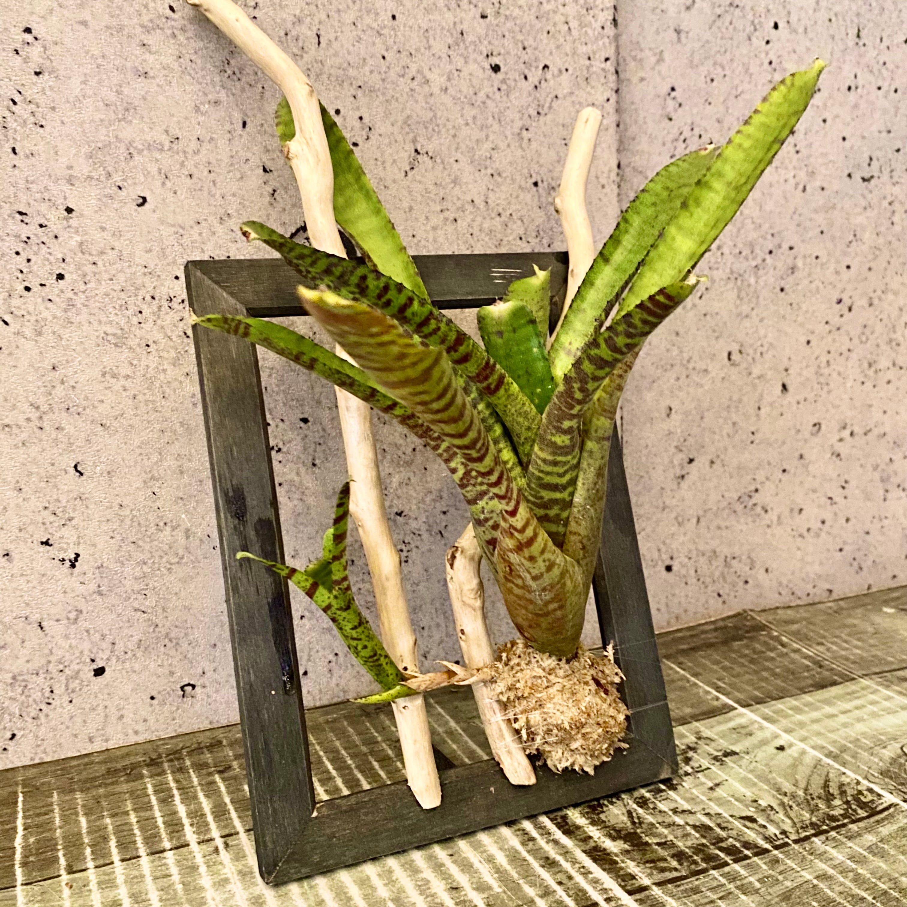 逆さポット植えです！ フペルジア『Triangle Satool』 | Planet