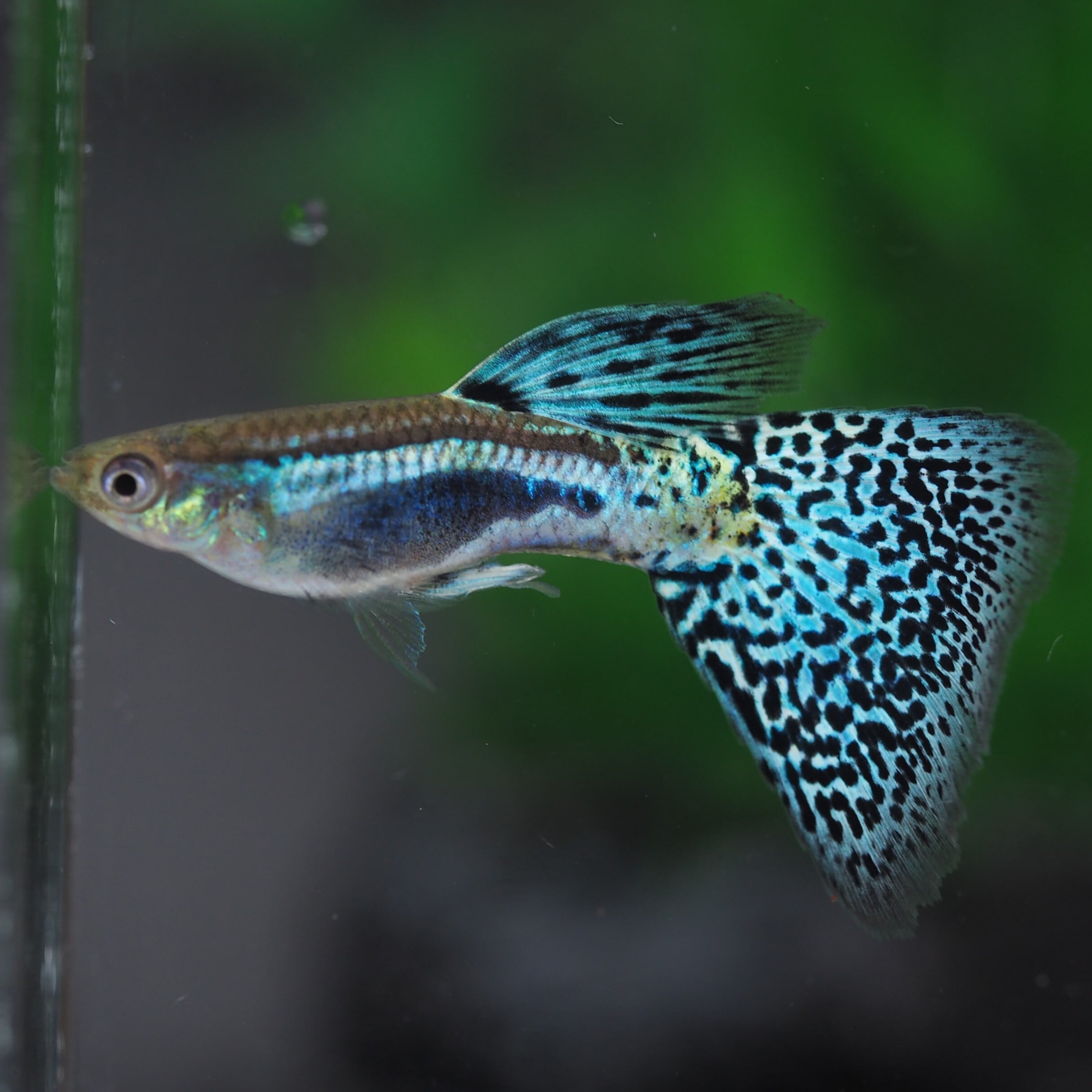 ブルーグラス 1ペア(国産グッピー) | 伊豆グッピーファーム