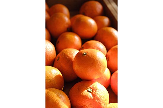 宮内いよかん(愛媛県産)・1kg