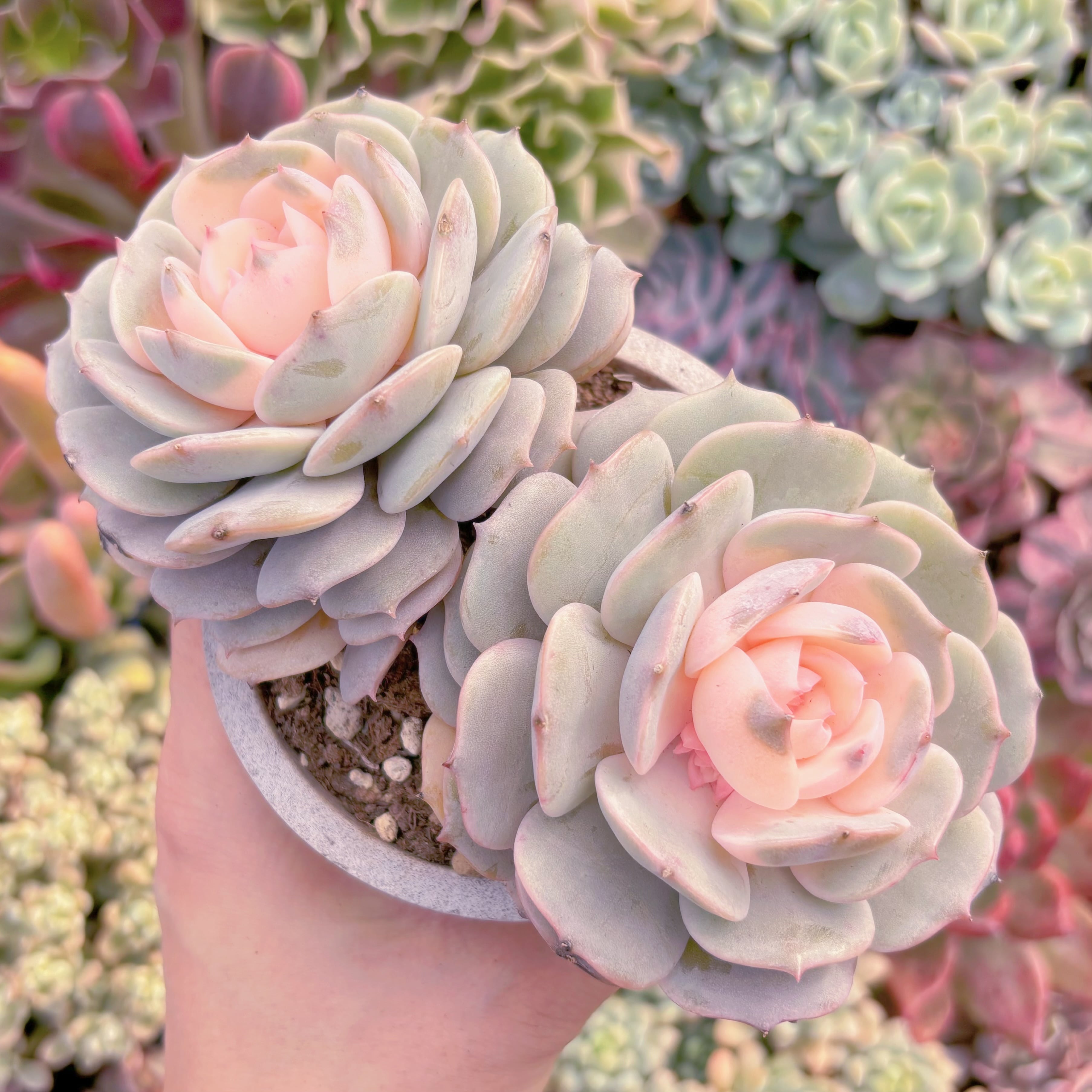 現品　ローラ錦#246　群生　るる農園