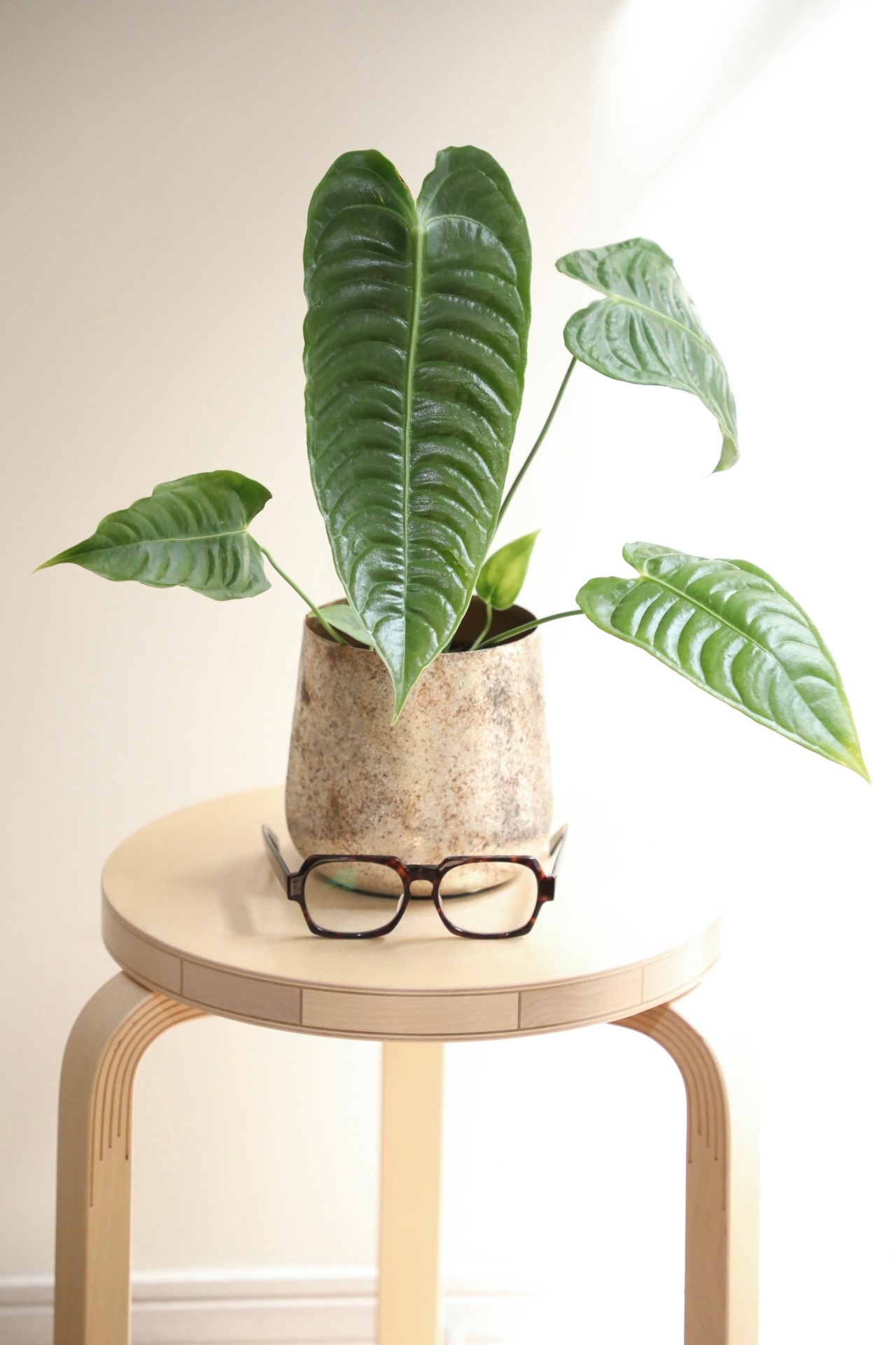 【S】アンスリウム ベイチー/Anthurium