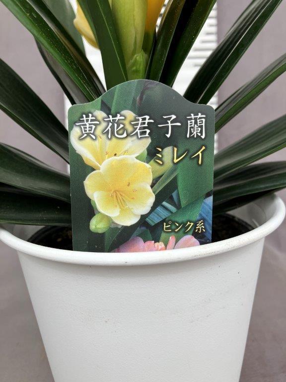 黄花君子蘭 ダルマ系 5号 | 日本ライン花木センター
