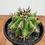 Ferocactus Horridus【フェロカクタス・巨鷲玉・実生】