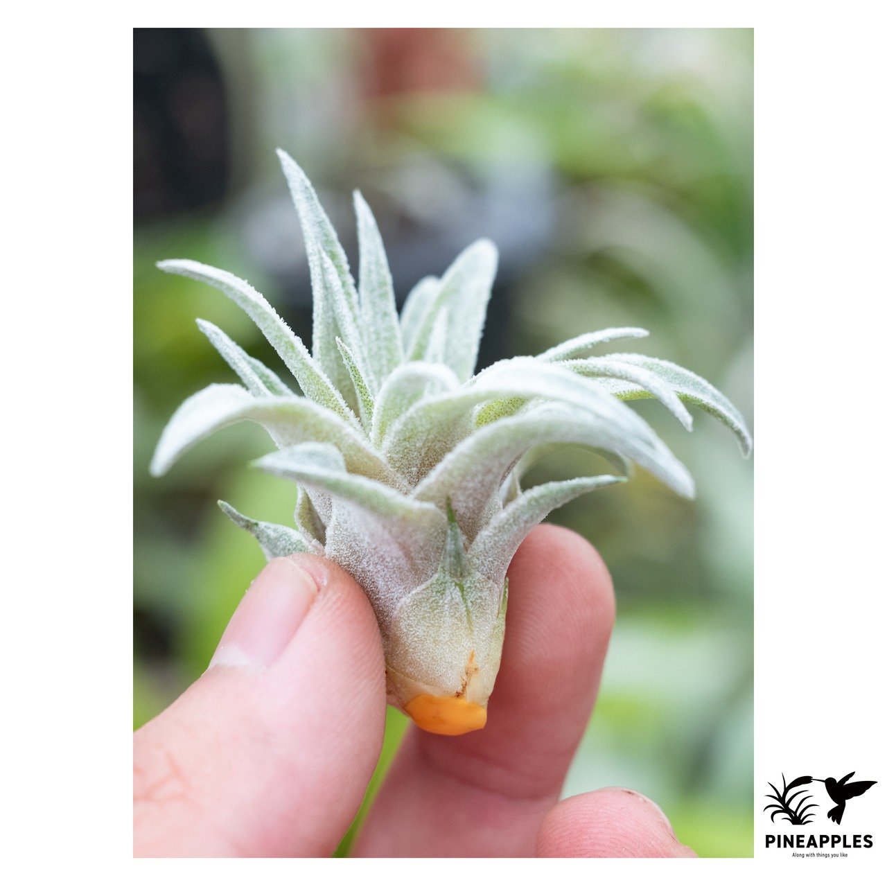 Tillandsia heubergeri（Espirito Santo, Brazil）【現品】 - 2