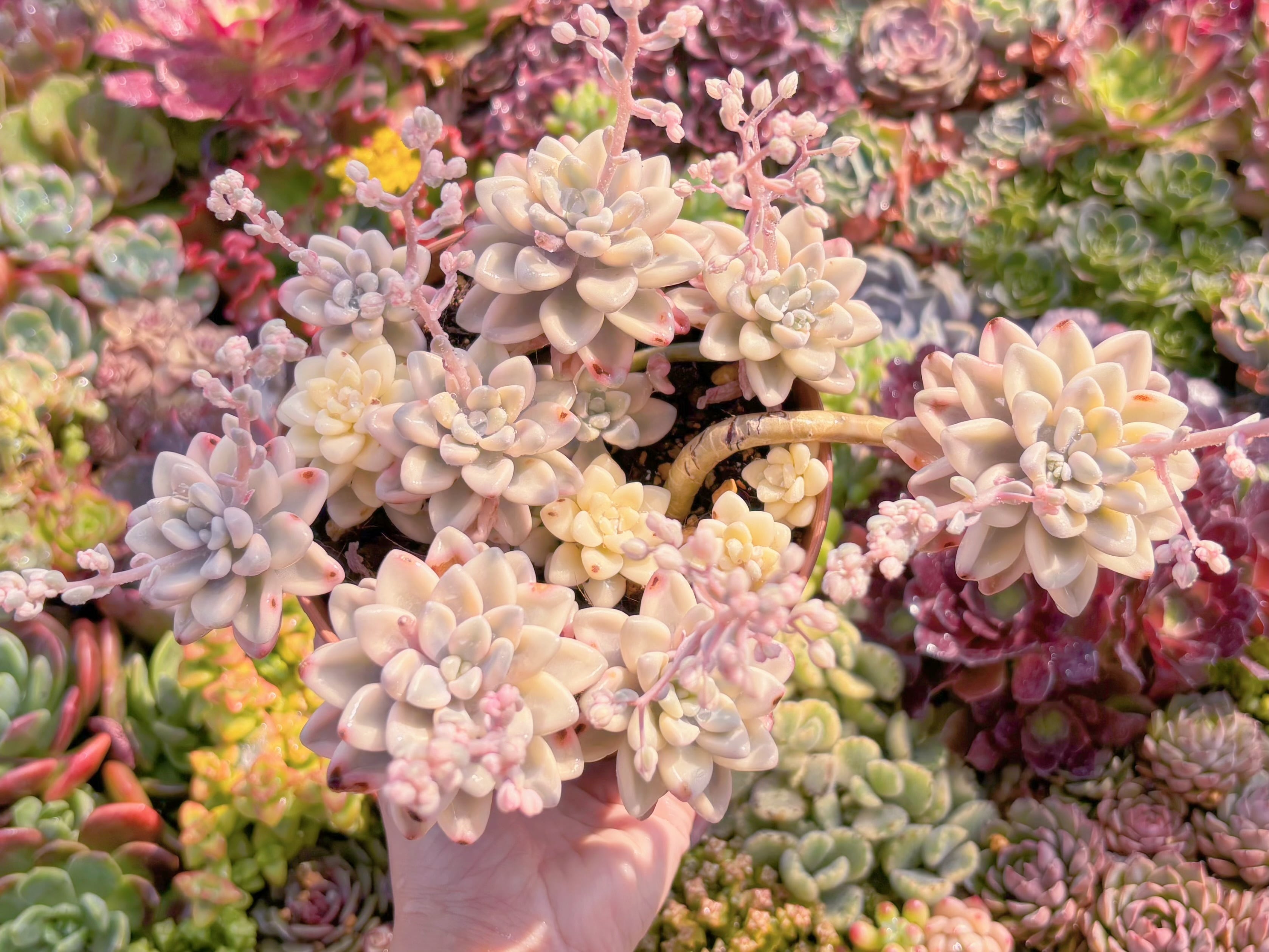 現品　エイレン錦#M011　特大群生　るる農園