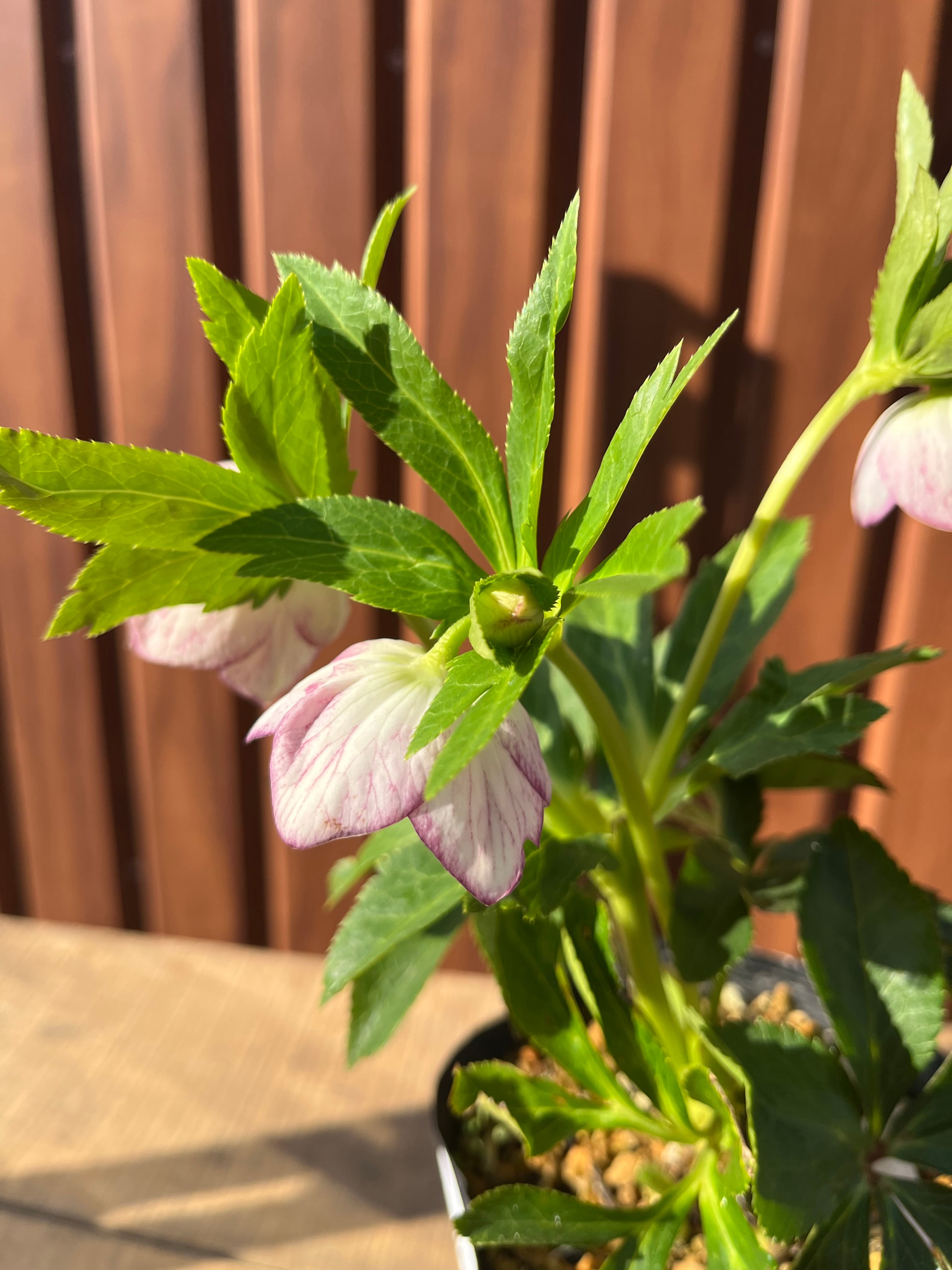 7280 認定！プリマヴェーラゴールド クリスマスローズ開花 加藤農園