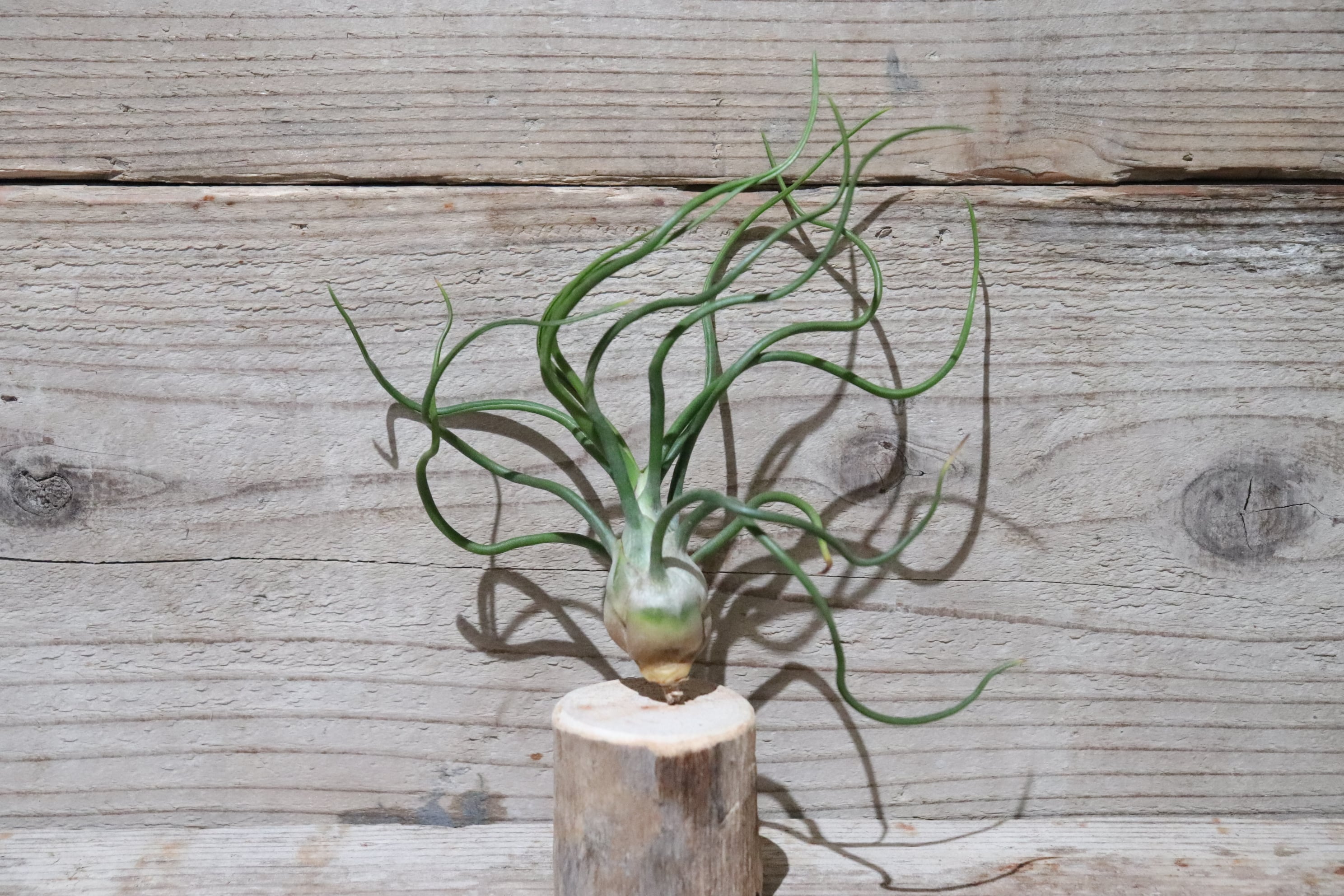 送料無料】ブルボーサ L〔エアプランツ〕現品発送T1267 | plane plants
