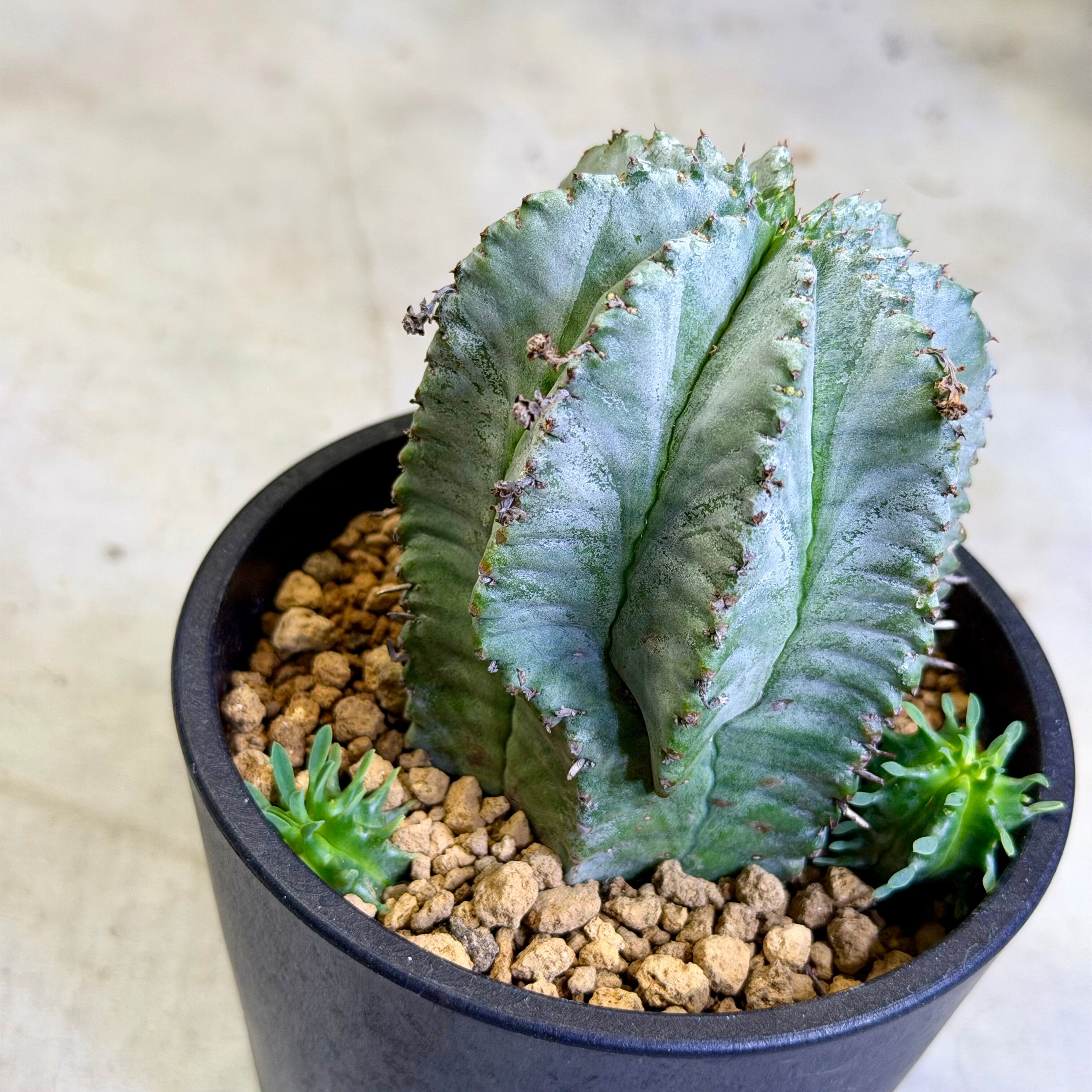 チ*中様 ユーフォルビア　ホリダ　鬼軍曹(ロウルサンコhyb) ユーフォルビア・ホリダ（HYB）｜観葉植物 | GREENS FOR GOOD公式