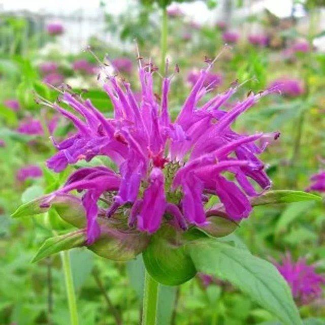 モナルダ ディディマ 'ブルーストッキング'