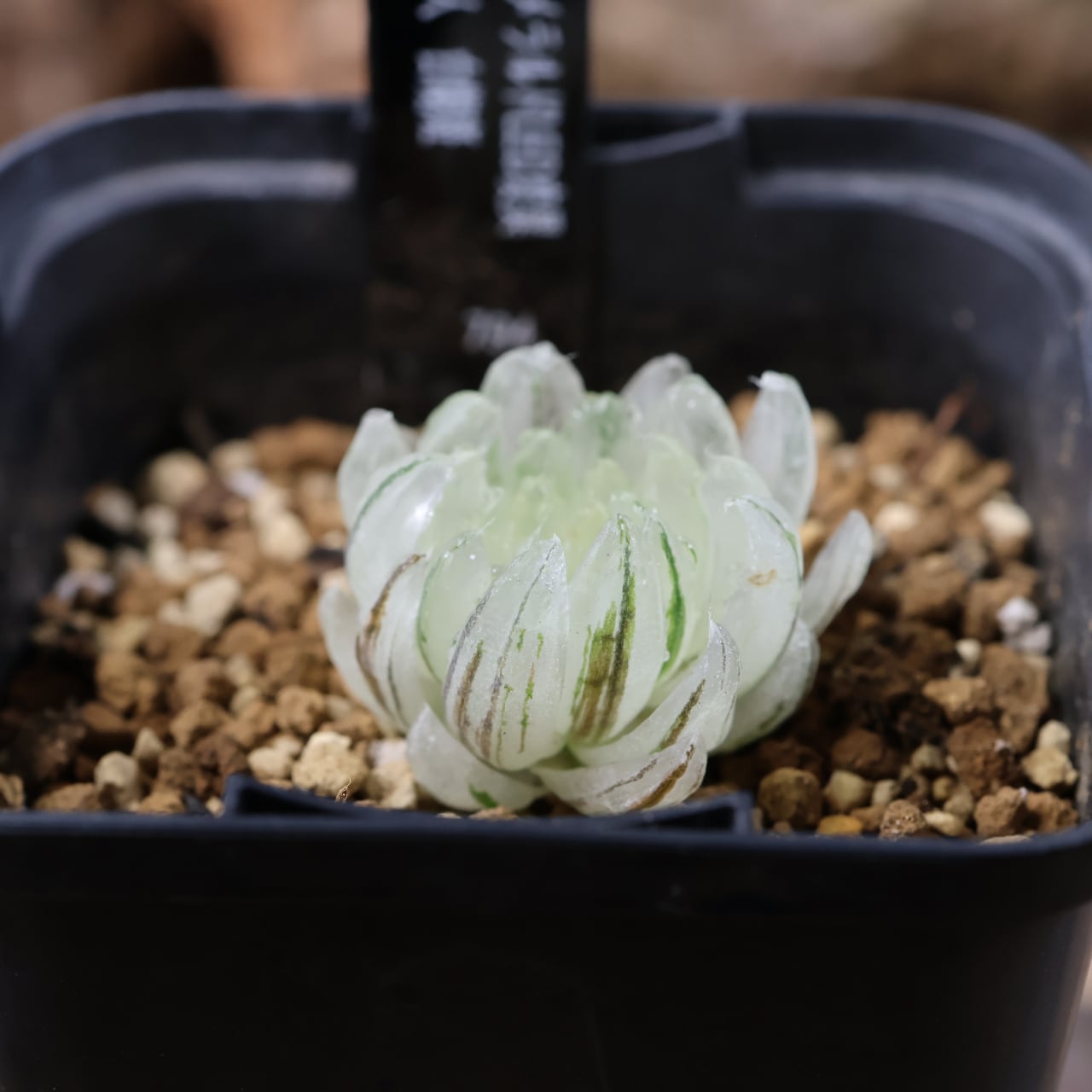703『ハオルチア エメラルドLED変異 月の恋人 白糊斑』観葉植物【送料