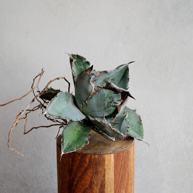 アガベ チタノタ ブラック＆ブルー No.1