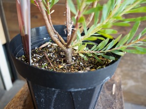 【現物】リューカデンドロン　”Harlequin”　６号