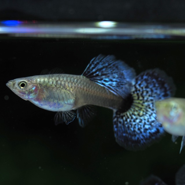 【現物】ブルードラゴンレッドドーサル　2ペア