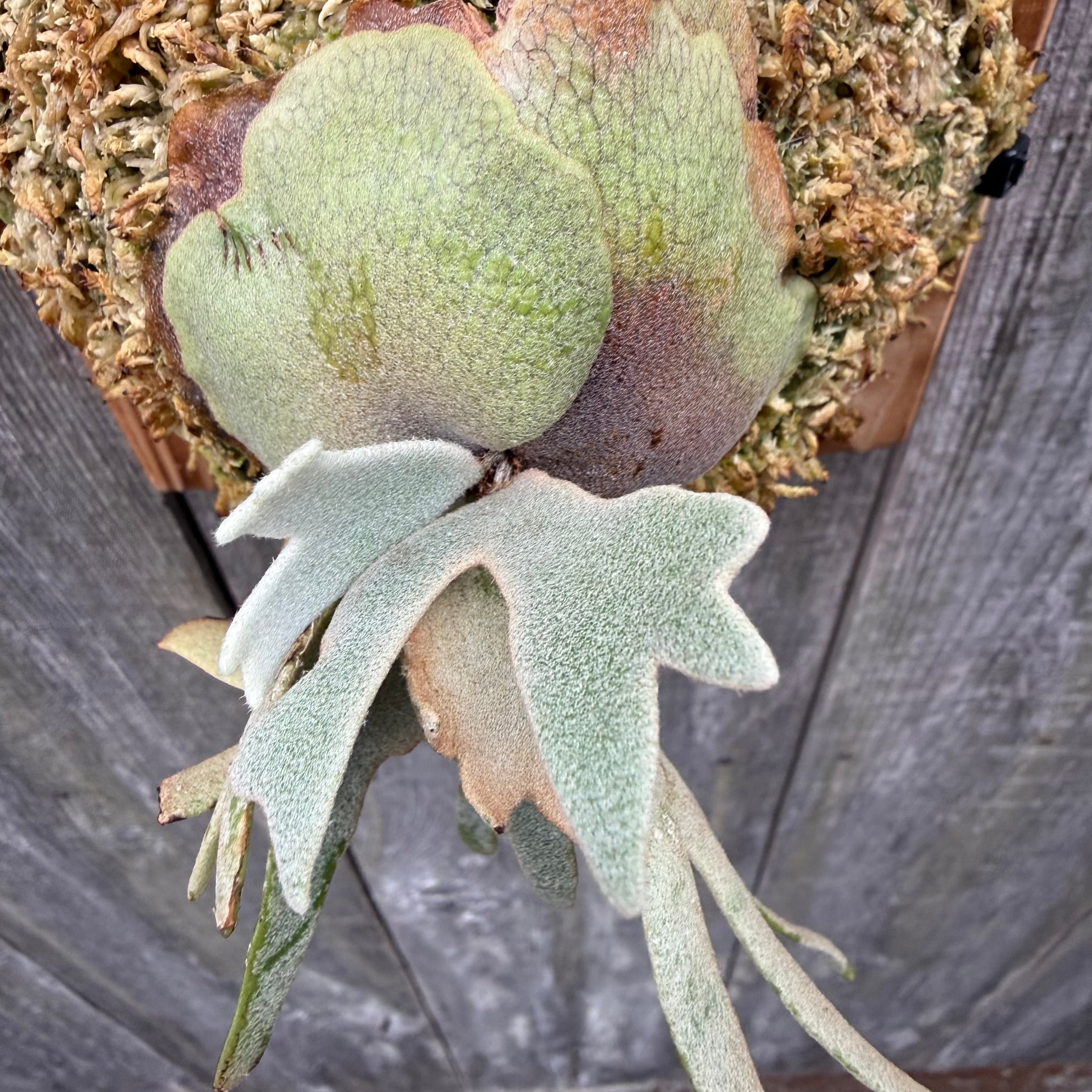 P.willinckii Totoro sporeling | naturefix