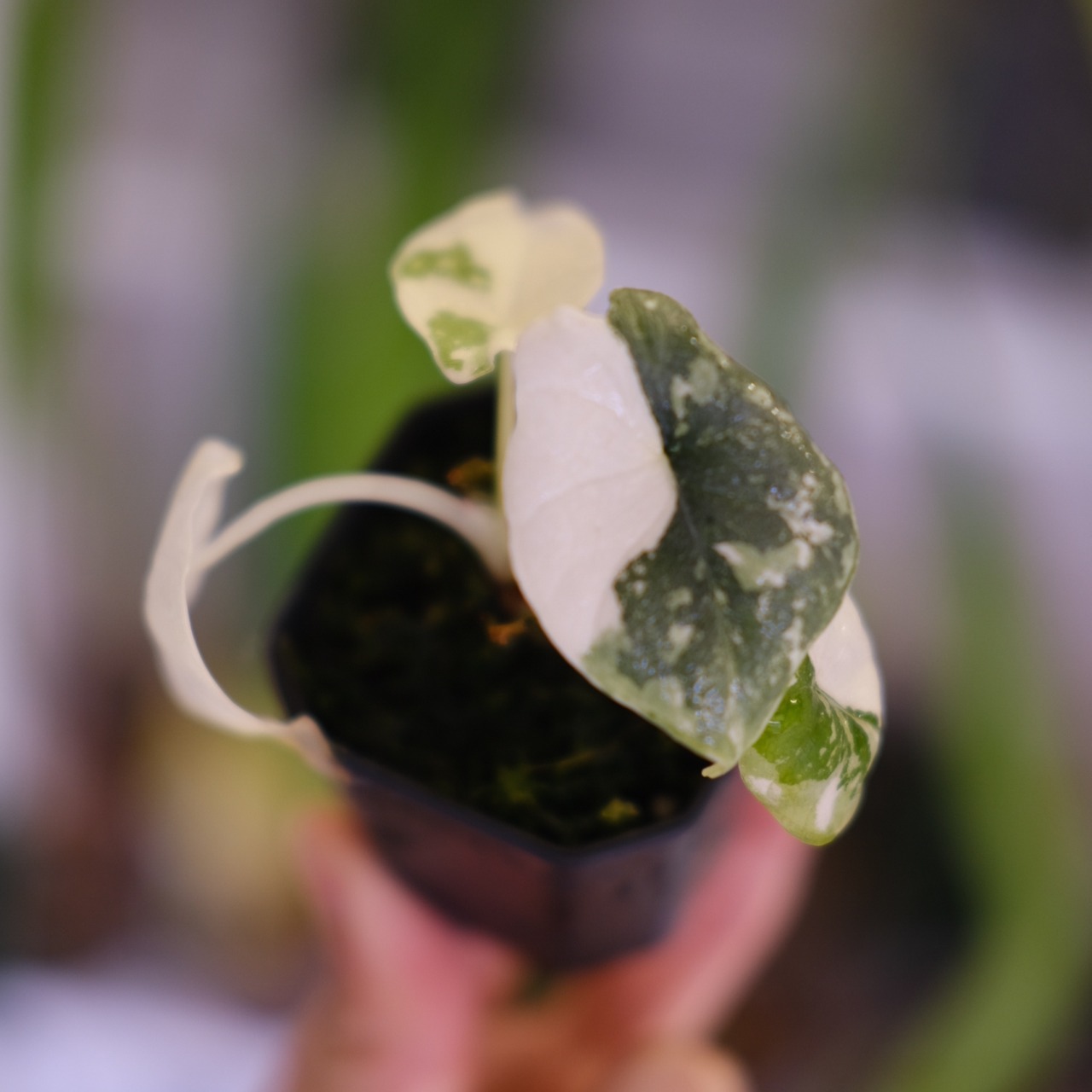 アロカシア メロ アルボ│Alocasia melo 'Albo' Var.③│観葉植物