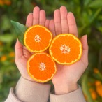 【年明け発送】完熟アルギットみかん 約5kg（早生）