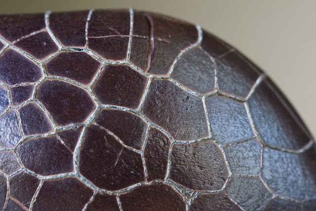 ゴビ亀甲石　Gobi Turtleback Stone