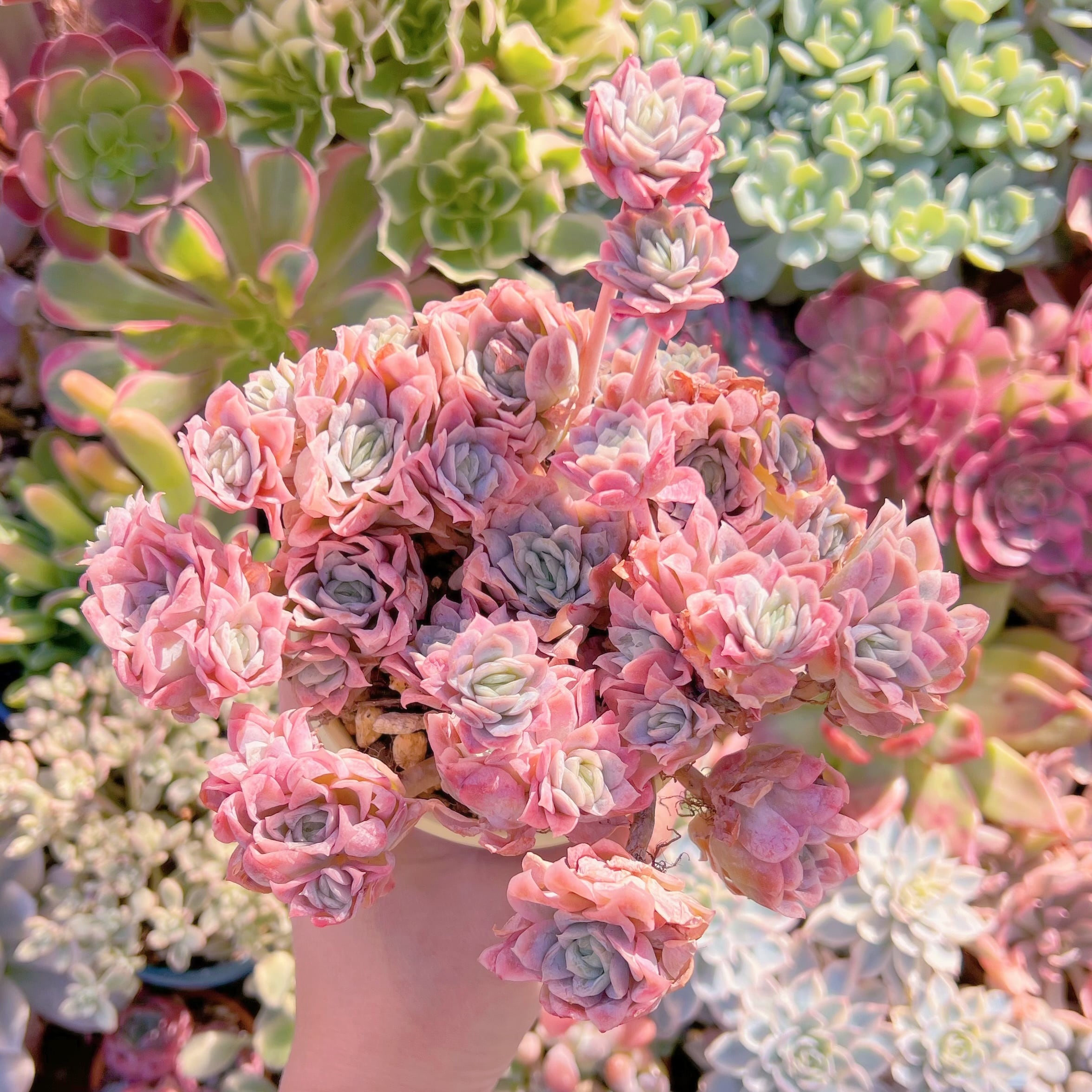 多肉植物 クィーンローズ覆輪錦 特大群生 新入荷 | るる農園~多肉植物専門