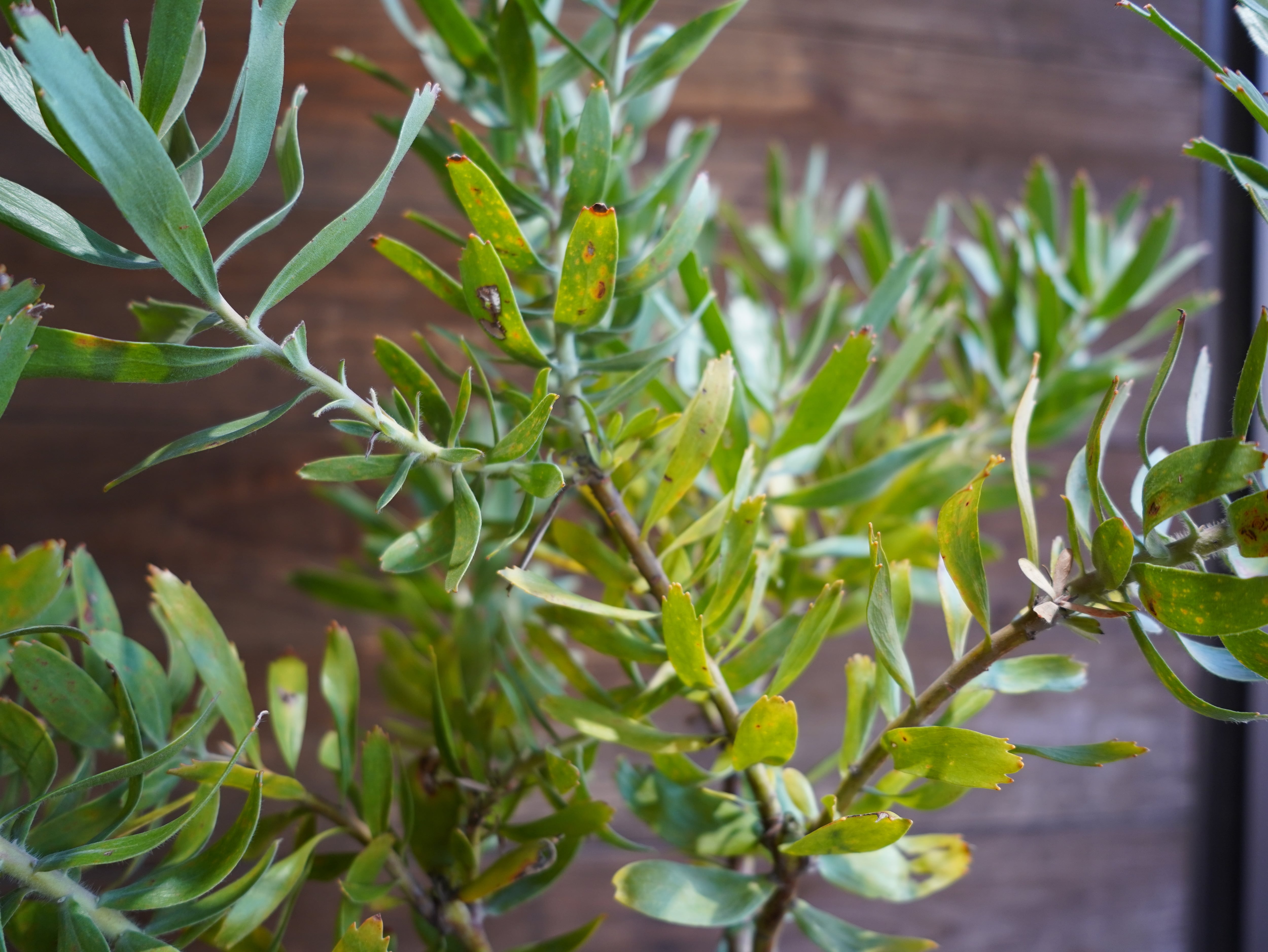 【現物】リューコスペルマム "スカーレットリボン"　