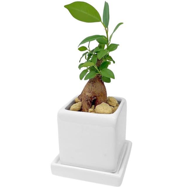 ガジュマルお洒落なミニ陶器鉢ブロック | インテリアグリーンショップ