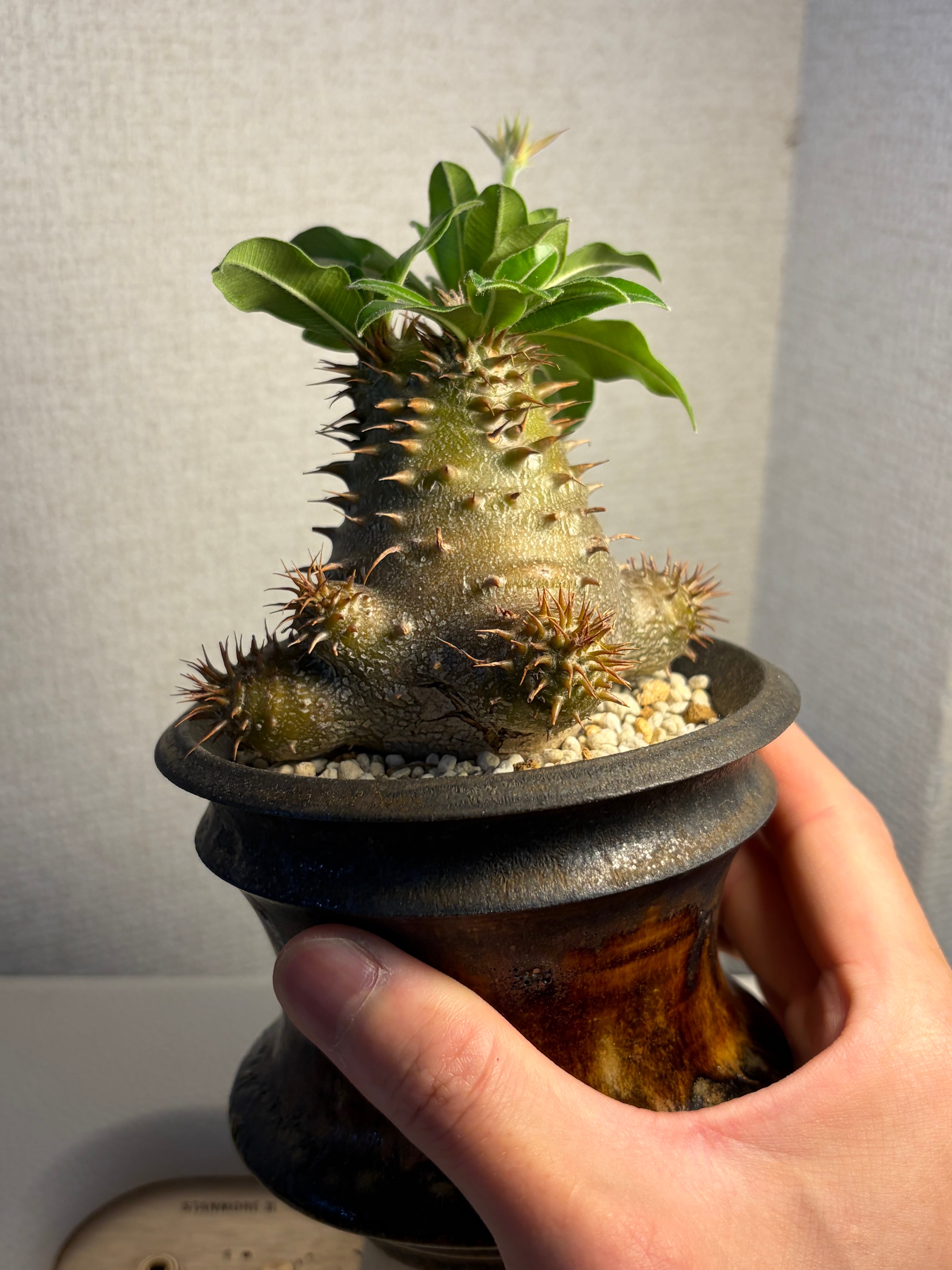 121mm】タイタンオオウスバカミキリ カブトムシクワガタハナムグリ