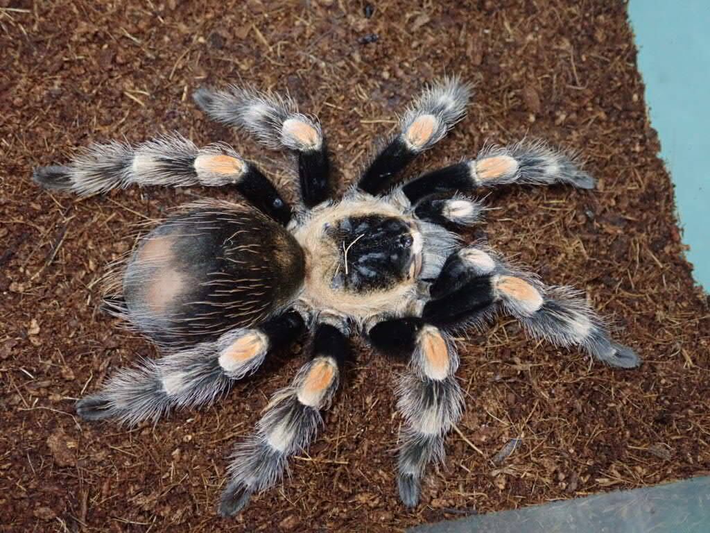 gravity！タランチュラ！ Tarantula タランチュラ | Bebe Rep. 奇蟲部門