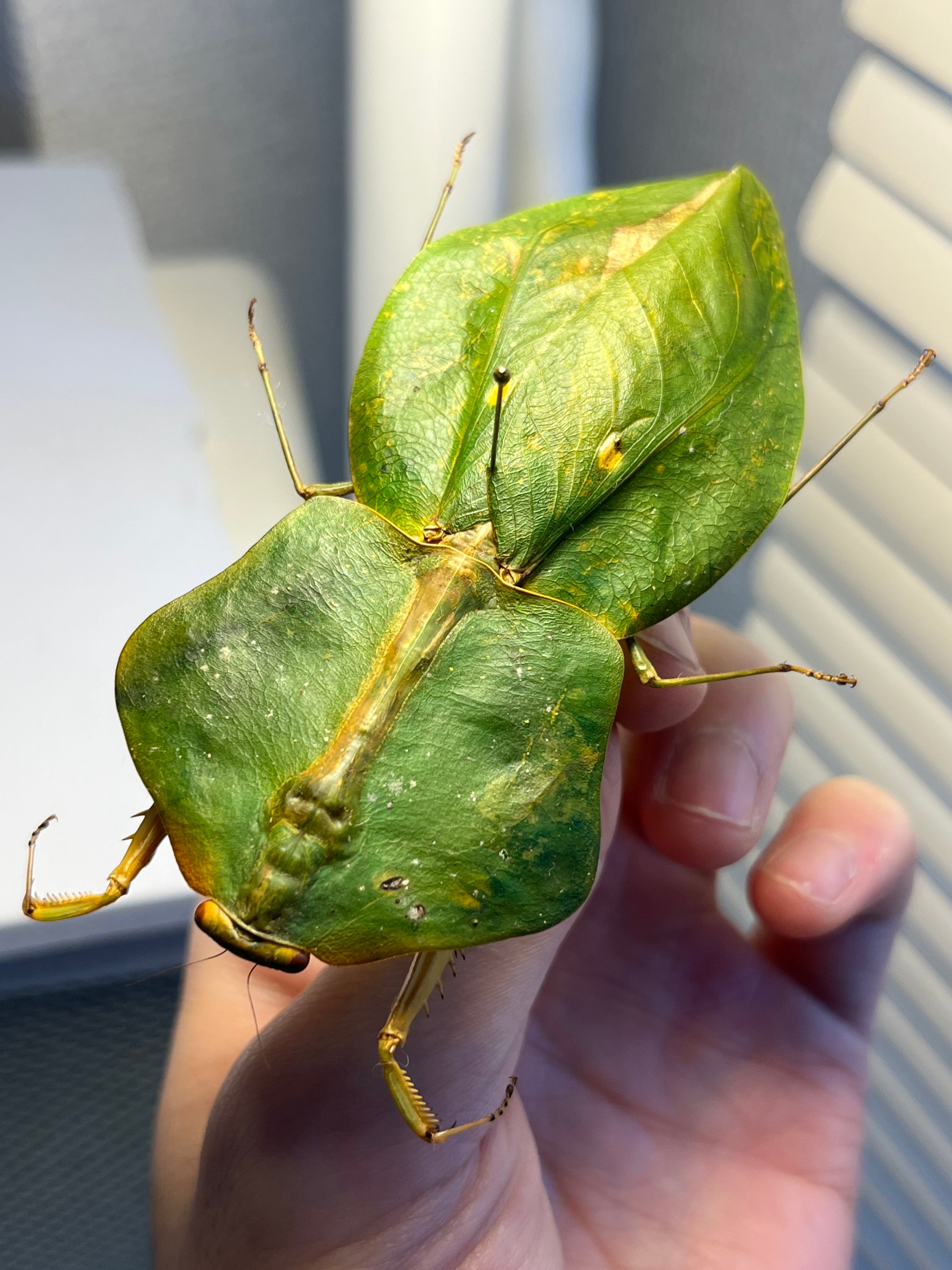 標本】ナンベイマルムネカマキリ Choeradodisキリギリスカマドウマ