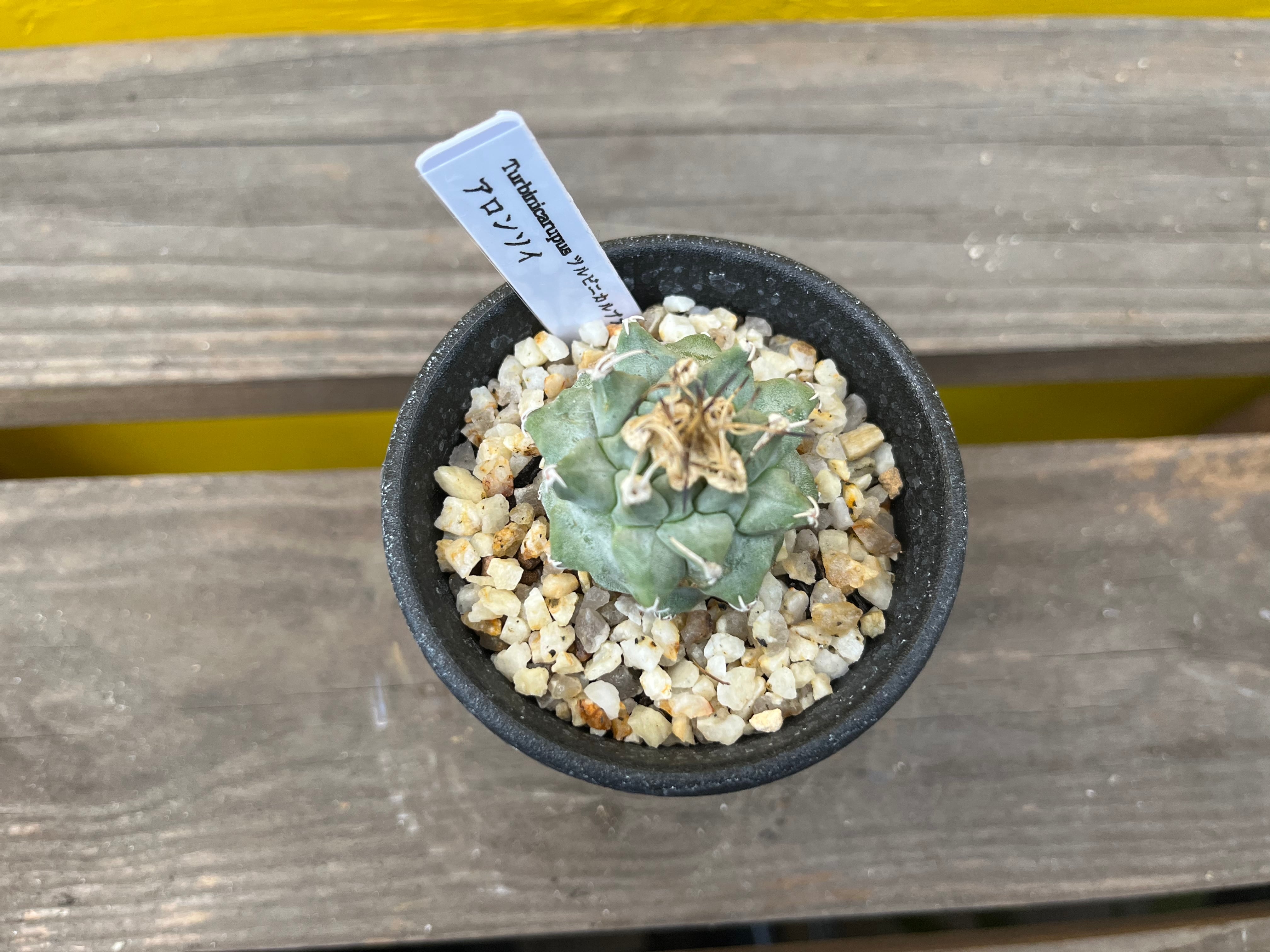 Turbinicarpus alonsoi ツルビニカルプス アロンソイ サボテン