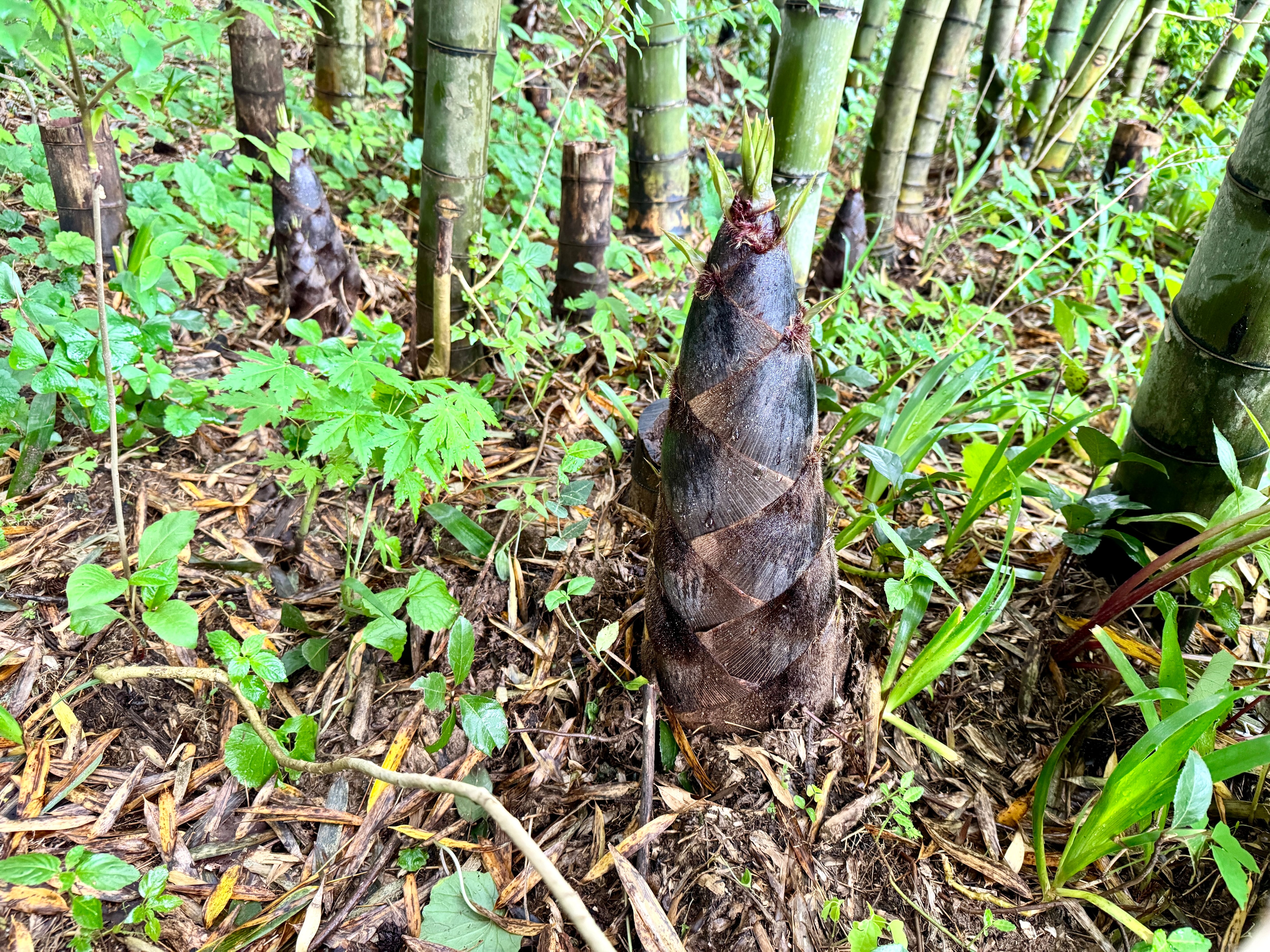 マミ　筍缶詰　孟宗缶詰　庄内特産　10缶セット 山形県庄内産】孟宗筍（水煮）缶詰 4缶セット - 酒田市八幡地域 大沢