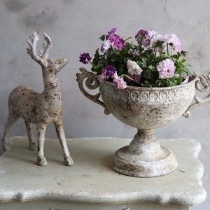 ビオラ　ティアード（ピンク系）冬から春にオススメのお花　よく咲く　シャビーシックにおすすめ