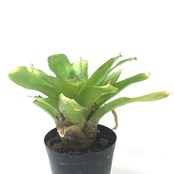 ネオレゲリア タイガーキャット【191】