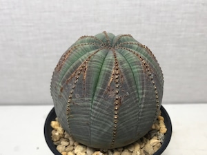 ユーフォルビア オベサ