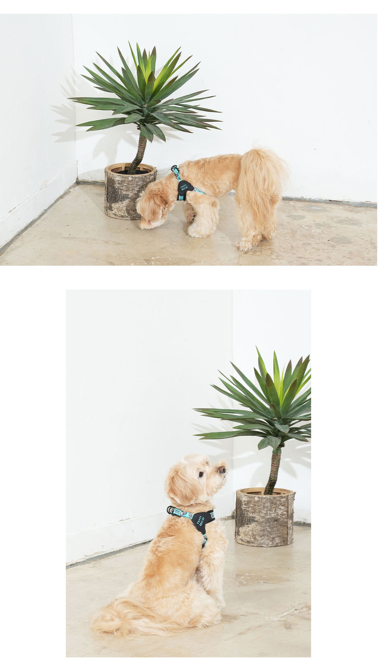 【PUPPYGALLERY公式】アトランタVハーネス　予約　XL