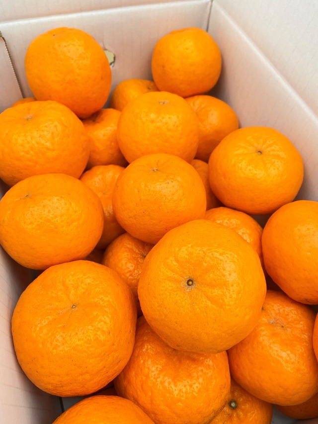 ポンカン【ご家庭用】サイズMIX5㎏（約35個）