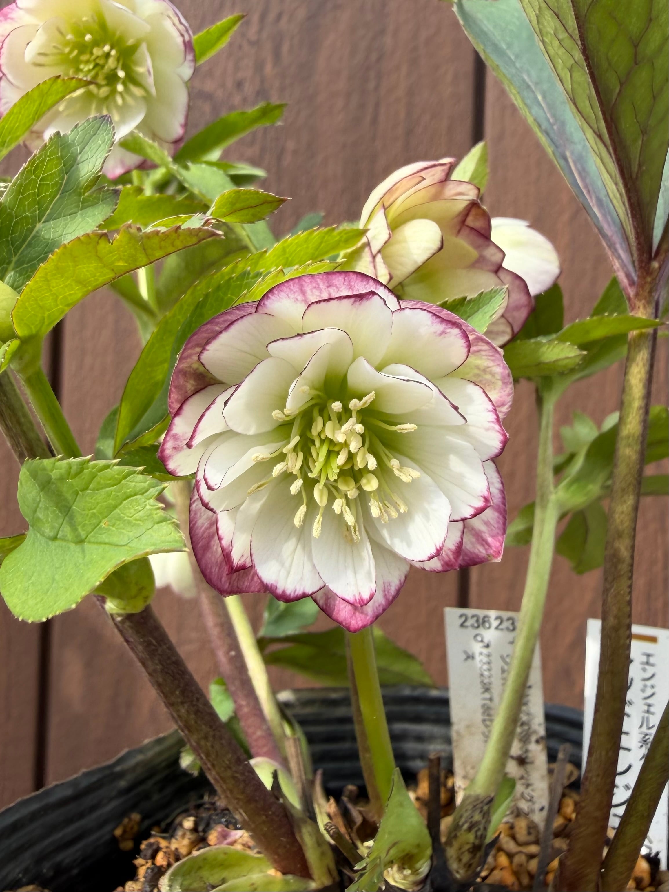 レッドエンジェル 加藤農園 クリスマスローズ【Ka16】送料無料